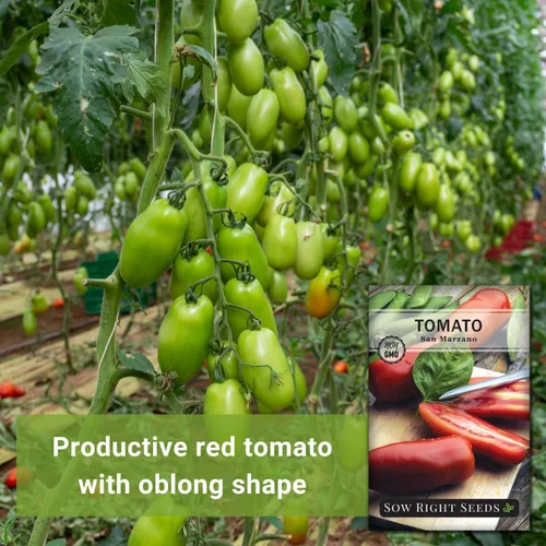 Miniatura 3 de Sow Right Seeds - Semillas de tomate San Marzano para plantar - Paquete de reliquia sin OMG con instrucciones para plantar un jardín de verduras
