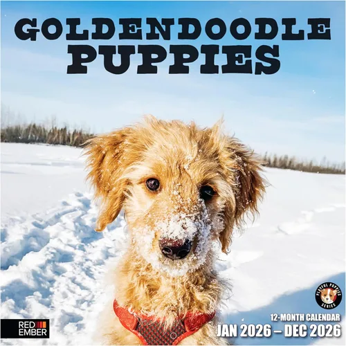 Miniatura 17 de RED EMBER Golden Retriever Puppies - Calendario de pared 2026 de 12 meses 12 x 24 pulgadas abierto Papel grueso y resistente Regalo