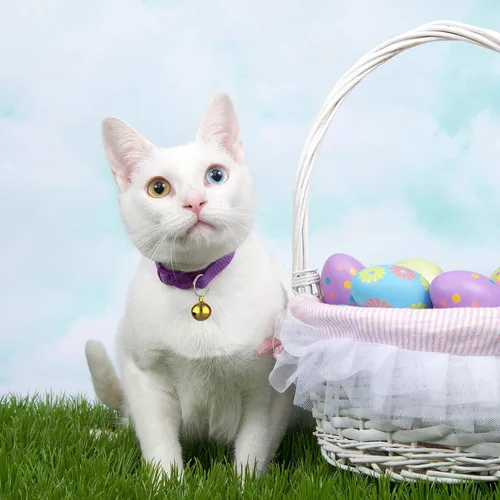 Miniatura 5 de 24 juegos de campanas de gato para gato y perro collar colgante Pet Bell Pet colgante accesorios (color mezclado)