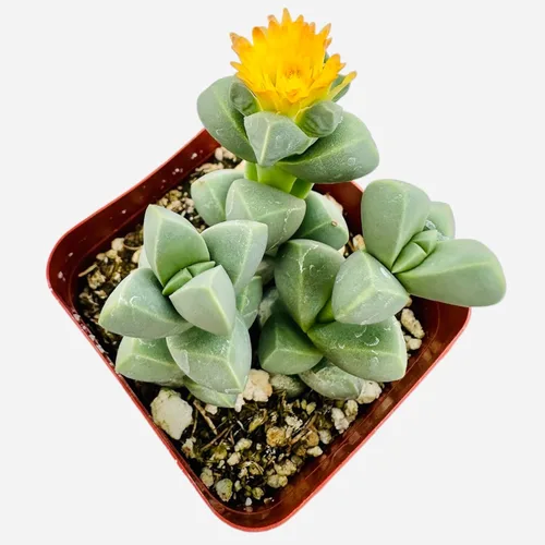 Miniatura 3 de Plantas de cactus suculentas vivas de USKC (cadena de reloj abigarrada Crassula Muscosa de 2 pulgadas)