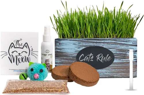 Hierba para gatos de interior – Maceta ornamental de interior con kit de cultivo de hierba para mascotas/gatos, hecha a mano en los Estados Unidos
