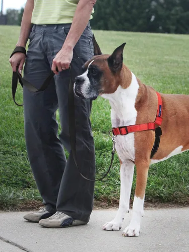 Miniatura 2 de PetSafe Arnés Deluxe Easy Walk – Arnés de pecho para perro de confianza del entrenador con diseño de bucle Martingala transpirable – Ayuda a detener
