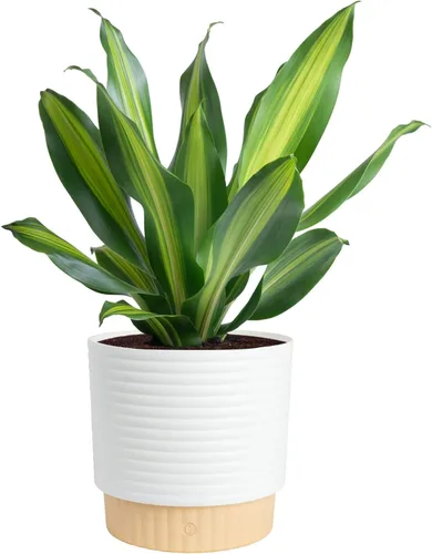 Miniatura 10 de Costa Farms Helecho Kimberly Queen, planta viva de interior, en maceta, de 2 a 3 pies de alto Helecho Reina Kimberly
