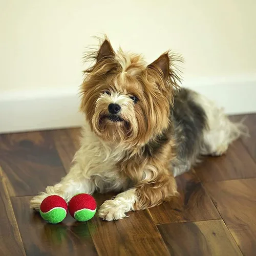 Miniatura 2 de Midlee Pelotas de tenis para perros de Feliz Navidad (pequeño)