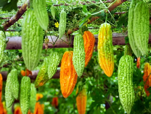 30 semillas largas de melón amargo – hasta 16 pulgadas de crecimiento rápido – Semillas de verduras tradicionales de calabaza amarga sin OMG