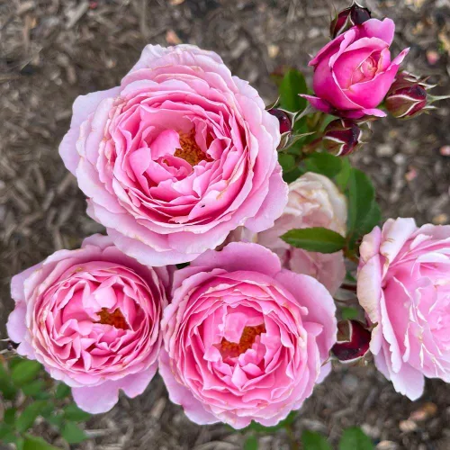 Miniatura 2 de Rosas de té híbridas de reliquia, planta de raíz propia viva para jardín al aire libre, Sister Emmanuelle™, excepcionalmente fragantes, zonas