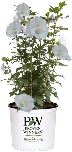 Miniatura 14 de s 2 Gal. Pilar Blanco Rosa de Sharon (Hibisco) Arbusto