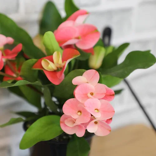 Miniatura 6 de Altman Plants Planta Crown of Thorns (Euphorbia milii) en maceta de 4.25 pulgadas, fácil cuidado de las plantas, planta de interior y suculentas