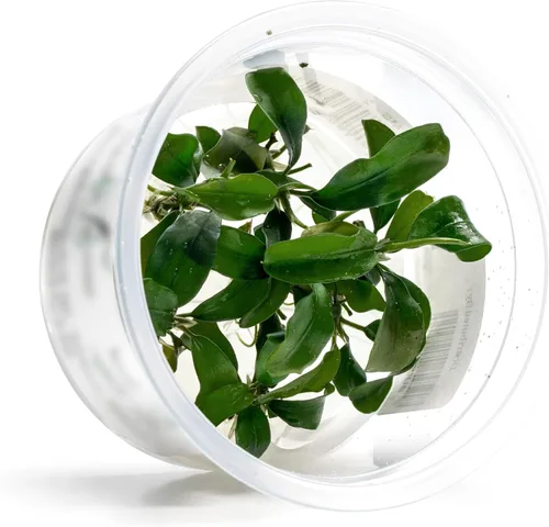 Miniatura 47 de Planta viva SubstrateSource - Hierba enana Eleocharis Belem cultivada en tejidos acuáticos para acuario - 100% libre de caracoles en copa in vitro
