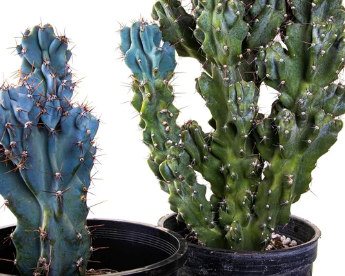 Miniatura 3 de Cactus Outlet - Curiosity - Plantas de cactus vivas, plantas vivas para uso en interiores y exteriores, cactus vivos, 12 a 18 pulgadas, cactus vivos