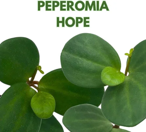 Miniatura 2 de BubbleBlooms Peperomia Hope in a 2 inch Pot Trailing Jade peperomia rotundifolia Tiny Mini Pixie Plant
