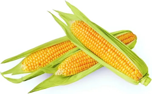 Miniatura 3 de Golden Beauty - Semillas de maíz amarillo (Zea mays) – Más de 100 semillas tradicionales sin OMG por paquete de Isla's Garden Seeds, dulces