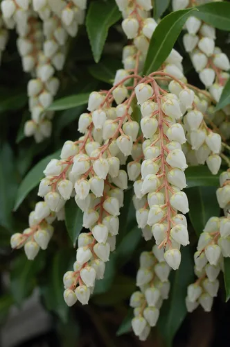 Miniatura 4 de Pieris jap. 'Compacta' (Andrómeda japonesa compacta) Evergreen, #3 - Contenedor