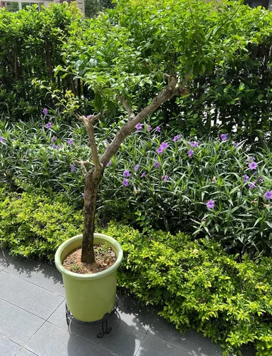 Miniatura 5 de Paquete de 2 Soportes Metálicos para Plantas de 13 Pulgadas de Diámetro para Plantas Grandes de Interior y Exterior, Soporte de Macetas Resistente