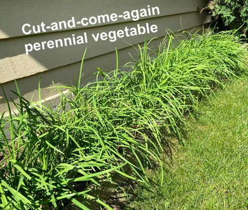 Semillas de cebollino de ajo para plantar. Reliquia, sin OMG. Semillas de verduras para plantar, semillas de hierbas para el jardín de hierbas en el