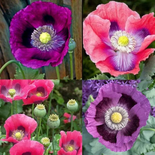 Miniatura 2 de Semillas mixtas de amapola para plantar, más de 10000 semillas de amapola de California de polinización abierta, sin OMG