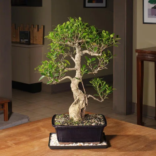 Miniatura 4 de Brussel's Bonsai Live Golden Gate Ficus - Árbol bonsái para interiores, grande, de 10 años, de 16 a 20 pulgadas, árbol bonsái vivo en maceta