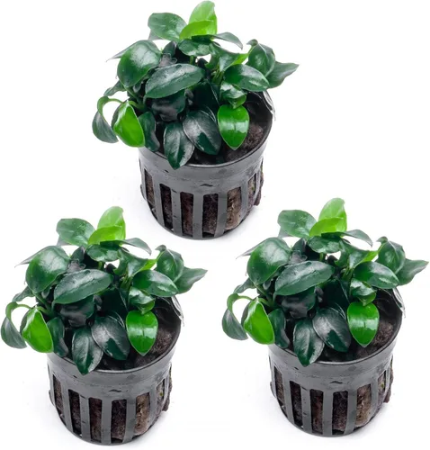 Miniatura 9 de SubstrateSource Plantas vivas – Anubias Hastifolia (Anubias hastifolia) – Luz baja a moderada, hojas en forma de flecha de color verde medio a