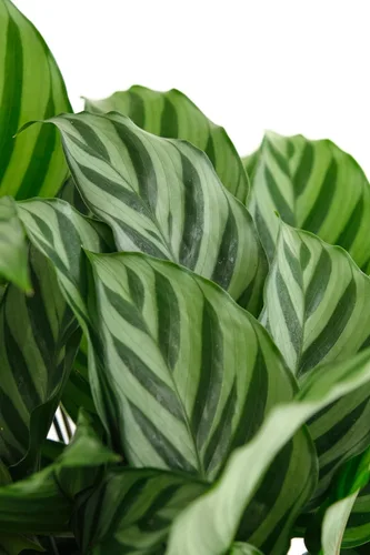 Miniatura 2 de Shop Succulents Calathea Concinna Freddie, planta de interior viva, planta tropical de interior de fácil cuidado en maceta de vivero, planta