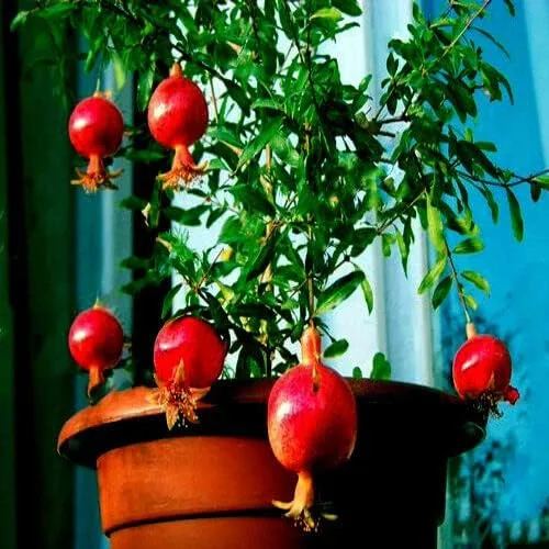 Miniatura 3 de 20 semillas de granada enana Punica Granatum Nana Garden Fruit House Plant