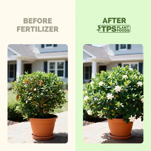 Miniatura 3 de Fertilizante Gardenia: alimento líquido para plantas para más flores, hojas verdes ricas y desarrollo de raíces más fuerte, 8 onzas