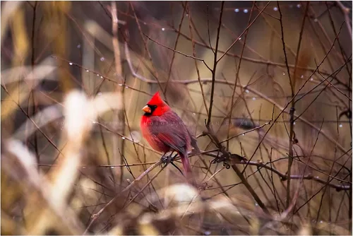 Miniatura 7 de Nature Photography Print (Not Framed) Picture of Red Cardinal Sitting on Branch Surrounded by Raindrops on Winter Day in Oklahoma Bird Wall Art