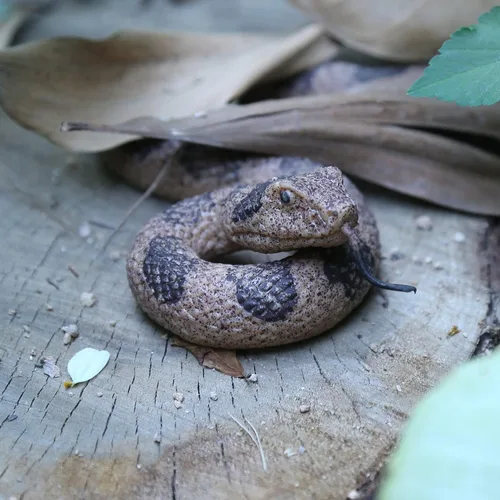 Miniatura 3 de SIENON Paquete de 2 juguetes realistas de serpientes falsas, figura de serpiente de goma suave para jardín, ahuyenta pájaros y ardillas, figuras