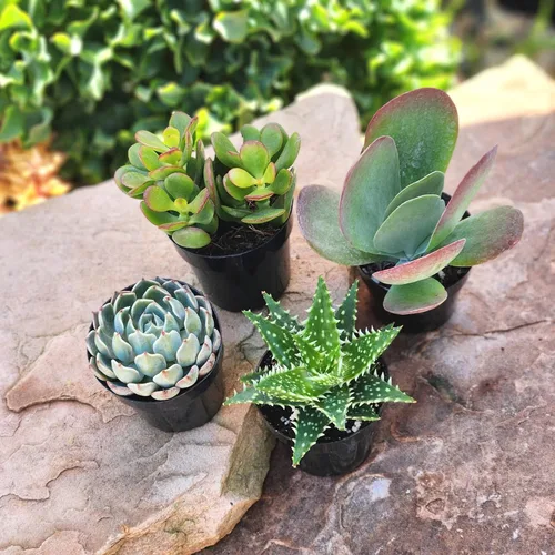 Miniatura 17 de Altman Plants, Plantas suculentas vivas (4 unidades), regalos para amantes de las plantas suculentas, plantas de interior vivas en tierra