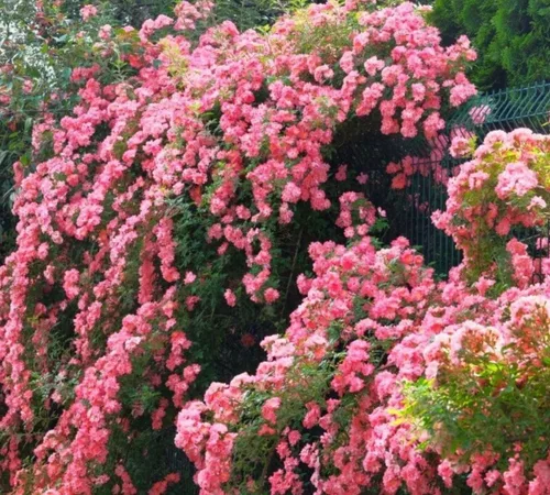 Miniatura 2 de Más de 100 semillas de rosa rosa trepadoras para plantar al aire libre, planta con flores perennes para enrejados, cenadores, bordes de jardín