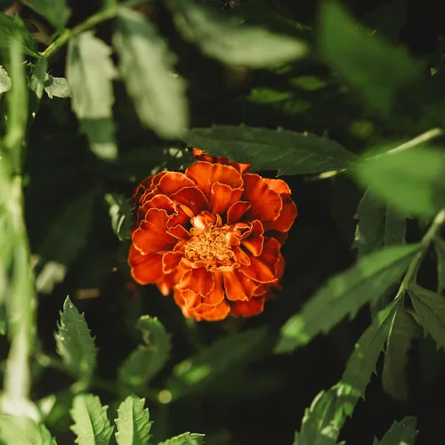 Miniatura 5 de Caléndula francesa - 250 semillas - Variedad de reliquia y polinizada abierta, semillas de flores fáciles de cultivar, sin OMG para plantar al aire