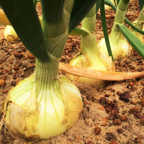 TomorrowSeeds - Semillas de cebolla Vidalia (granex amarillo) - Más de 200 unidades - para plantar 2026 Vidalia Noonday Super Sweet Short Day USA
