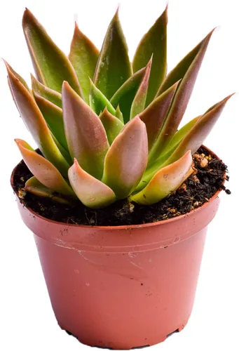 Miniatura 5 de Planta suculenta Echeveria viva – Suculenta Echeveria de 4 pulgadas totalmente arraigada (– Echeveria Borgoña Pearl)