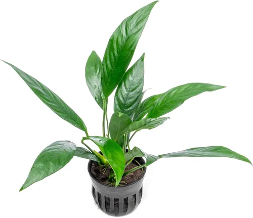 Miniatura 24 de SubstrateSource Plantas vivas – Anubias Hastifolia (Anubias hastifolia) – Luz baja a moderada, hojas en forma de flecha de color verde medio a