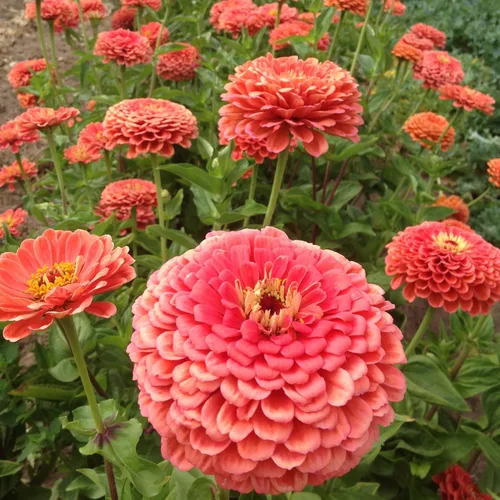 TomorrowSeeds - Coral Beauty - Semillas de zinnia - Paquete de 200 unidades - para 2024 sin OMG Estados Unidos, jardín, flores gigantes, salmón