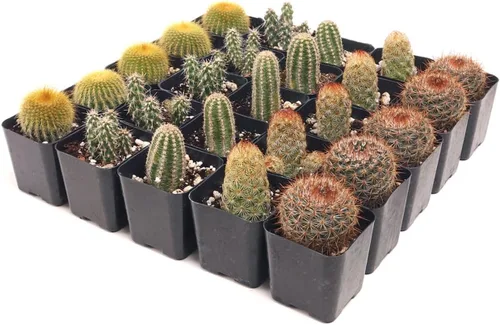 Miniatura 2 de Mountain Crest Gardens Paquete a granel de cactus – 25 plantas vivas, 5 de cada variedad, enraizadas en macetas de 2 pulgadas, cactus reales