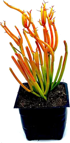 Miniatura 2 de Euphorbia Tirucalli - Plantas suculentas vivas de 4 pulgadas en maceta totalmente enraizadas, palos de fuego, fáciles de cultivar