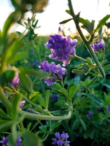 Miniatura 5 de Semillas de alfalfa de EE. UU., 5 libras, semillas de alfalfa certificadas de alta germinación, semillas de alfalfa de alta germinación, semillas