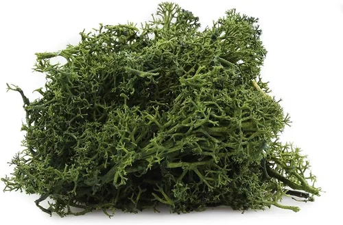 Miniatura 4 de Musgo de reno preservado verde bosque, 2 onzas, para interiores y exteriores, para plantas en maceta, terrarios, jardines de hadas, artes