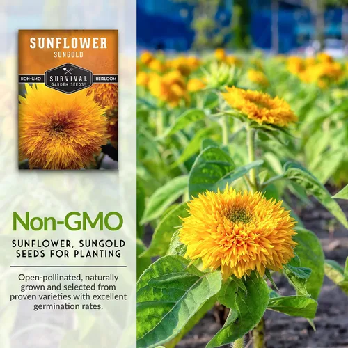 Miniatura 2 de Sungold - Semillas de girasol de oso de peluche para plantar, flor enana con flores esponjosas de pompón, reliquia, variedad sin OMG, semillas