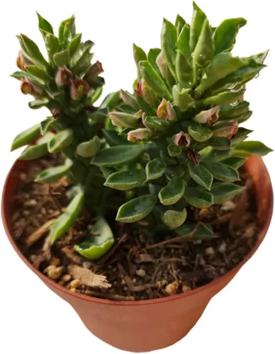 Miniatura 4 de Plantas de Cactus y Suculentas Vivas (Maceta de 5 cm Oscularia deltoides 'Planta de Hielo Rosa')