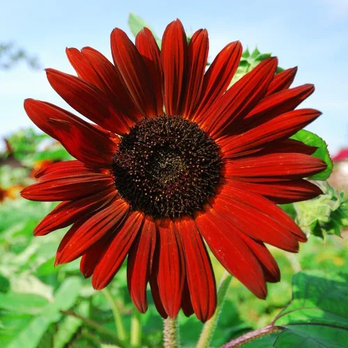 Miniatura 7 de Más de 500 semillas de girasol mixtas para plantar (más de 17 variedades, mezcla loca), interior y exterior, paquete a granel, reliquia, sin OMG