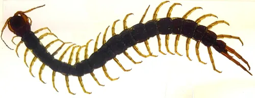 Miniatura 27 de 44mm Hormiga gigante tropical real en resina de lucita transparente cristalina, espécimen preservado Pseudoneoponera Rufipes, taxidermia