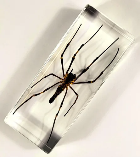 Miniatura 25 de 44mm de escorpión negro real en resina de lucite transparente cristalina, especímenes de artesanía, insectos de varios animales, colección