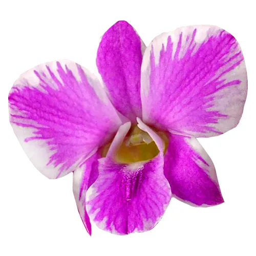 Miniatura 9 de Miami Fresh Orchid Flower OrchidClub USA Sunne Tropical Cabeza de floración suelta DIY Lei comida bebida decoración púrpura (2 x 50 púrpura)
