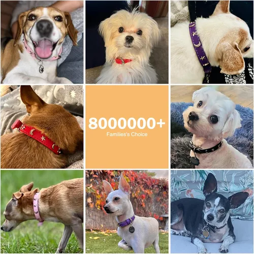 Miniatura 5 de Collar de cuero para perros pequeños, collar suave y ajustable con remaches de estrella y luna para perros machos y hembras, collares para cachorros