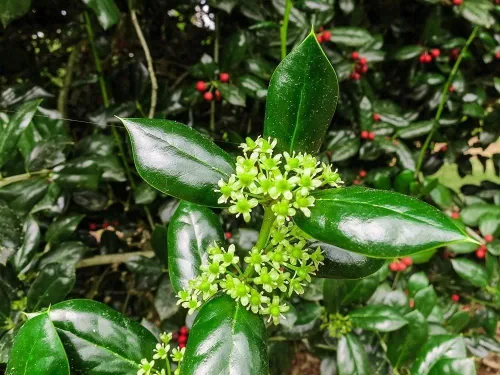 Miniatura 2 de Dwarf Burford Holly 12 plantas vivas de tamaño cuarto de galón Ilex Burfordi Evergreen Hedge Red Berries Shrub Tree