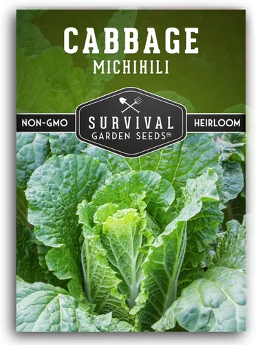 Survival Garden Seeds - Semilla de col Michihili Napa/Nappa para plantar - Paquete con instrucciones para plantar y cultivar verduras Brassica en el
