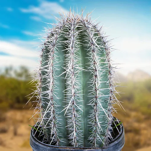 Miniatura 15 de Cactus Outlet - Curiosity - Plantas de cactus vivas, plantas vivas para uso en interiores y exteriores, cactus vivos, 12 a 18 pulgadas, cactus vivos
