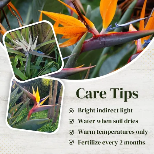 Miniatura 4 de Bird of Paradise Plants Live (paquete de 4), plantas Strelitzia con flores perennes de naranja (2) y blancas (2), plantas de interior/exterior