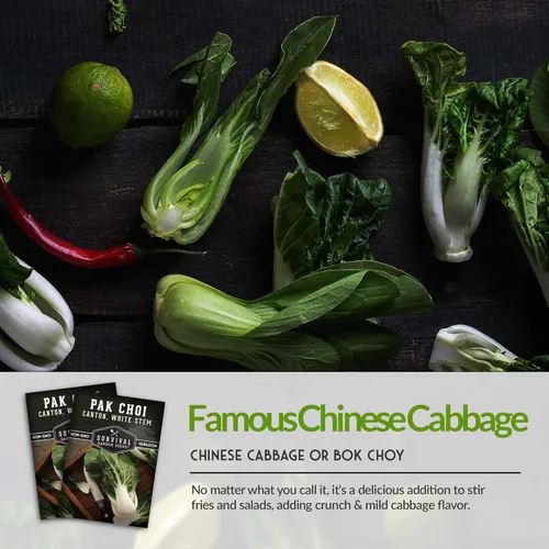 Miniatura 4 de Survival Garden Seeds - Semillas Pak Choi o Bok Choy de tallo blanco de cantón para plantar - 2 paquetes con instrucciones para cultivar Brassica